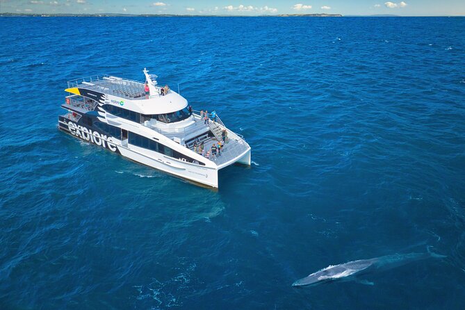 Auckland: Tikapa Moana Dolphin, Whale and Island Cruise - Onboard comfort: viewing decks, picture windows, and cafe access