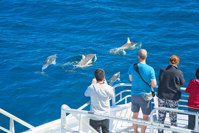 Auckland: Tikapa Moana Dolphin, Whale and Island Cruise - How the day flows: from search to island break and back again
