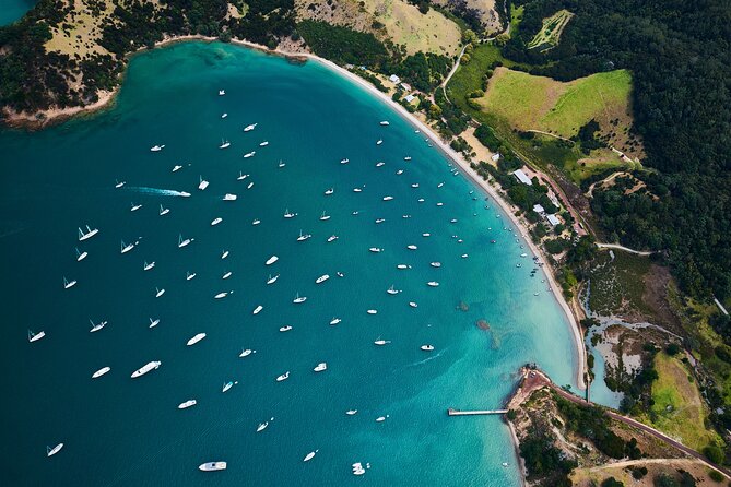 Auckland: Tikapa Moana Dolphin, Whale and Island Cruise - What the marine mammal guarantee means for your expectations