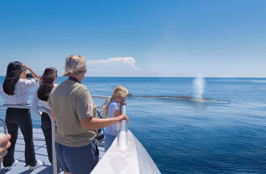 Auckland: Tikapa Moana Whales, Dolphins and Islands Cruise - Key things to know before you go