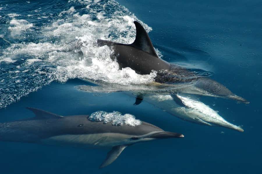 Auckland: Tikapa Moana Whales, Dolphins and Islands Cruise - The guarantee isn’t magic, so manage your focus