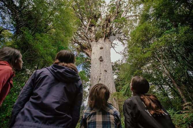 Auckland to Paihia via West Coast Small Group Tour (One Way) - The one-way format: why Auckland to Paihia is a smart move