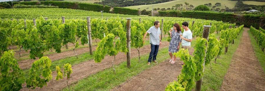 Auckland: Waiheke Island Luxury Experience Private Tour - Winery day with guided tours: tasting with context (not just sips)