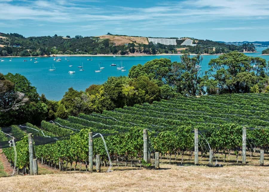 Auckland: Waiheke Island Luxury Experience Private Tour - Olive oil estate: the surprise stop that makes the day feel local