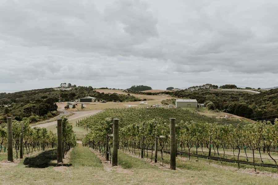 Auckland: Waiheke Island Wine and Food Tasting with Flights - Practical Tips: What to Pack and How to Avoid Day-Of Friction