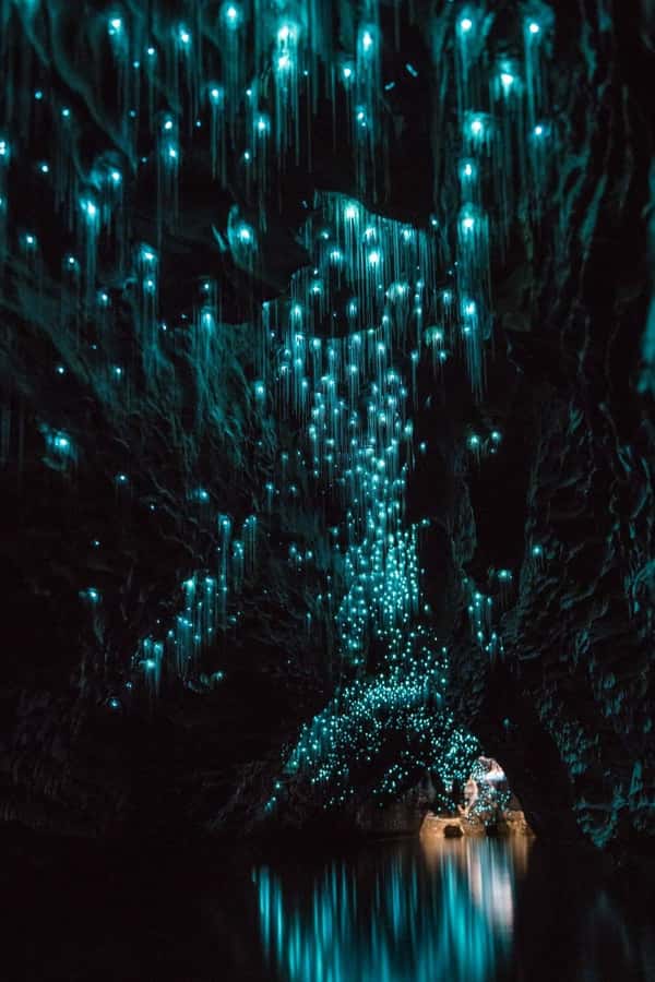 Auckland: Waitomo Caves & Rotorua - Te Puia Small-Group Tour - Waikato countryside breaks and photo stops: stretching your legs the smart way