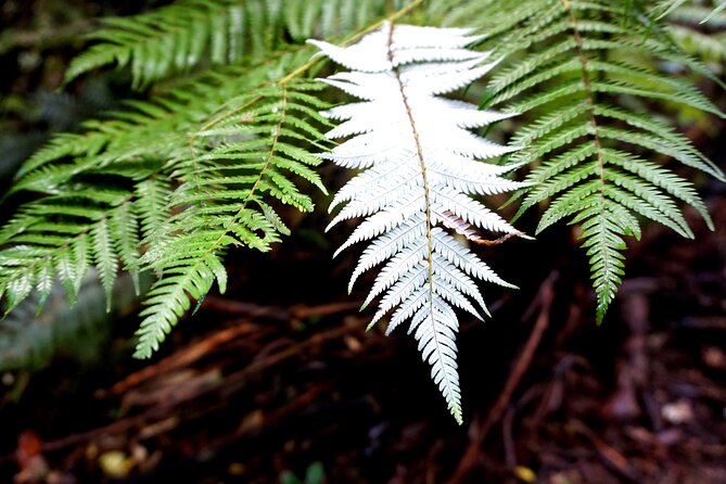 Auckland West Coast Half-Day Private Tour - Timing, What’s Included, and What to Plan Around