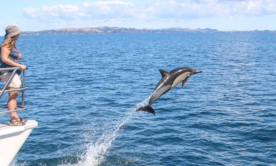 Auckland: Whale and Dolphin Watching Half-Day Eco Cruise - Quick hits before you sail