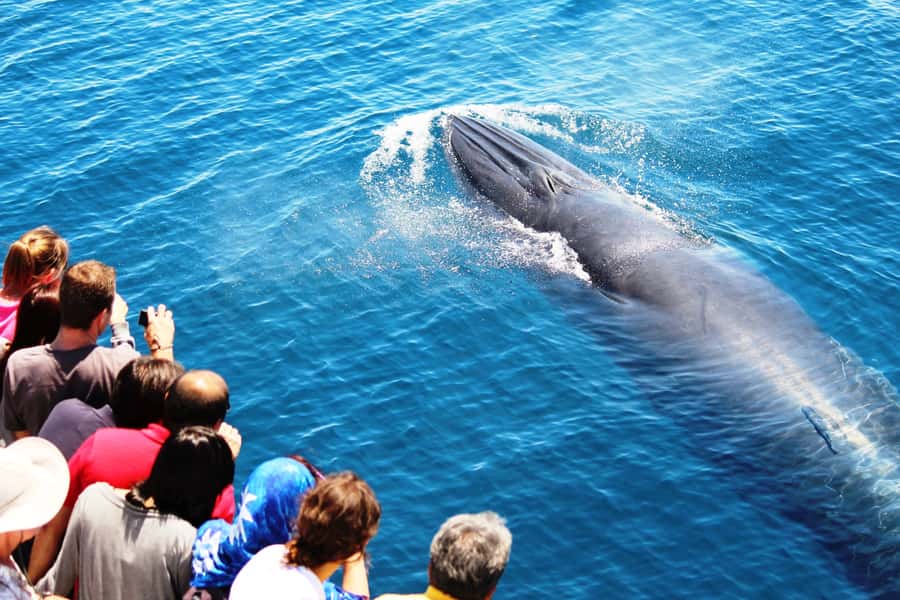 Auckland: Whale and Dolphin Watching Half-Day Eco Cruise - Hauraki Gulf Marine Park: what you’re really hunting for