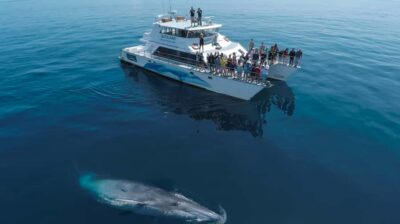 Auckland: Whale and Dolphin Watching Half-Day Eco Cruise - Leaving Auckland: Eastern Viaduct Marina to Rangitoto Island views