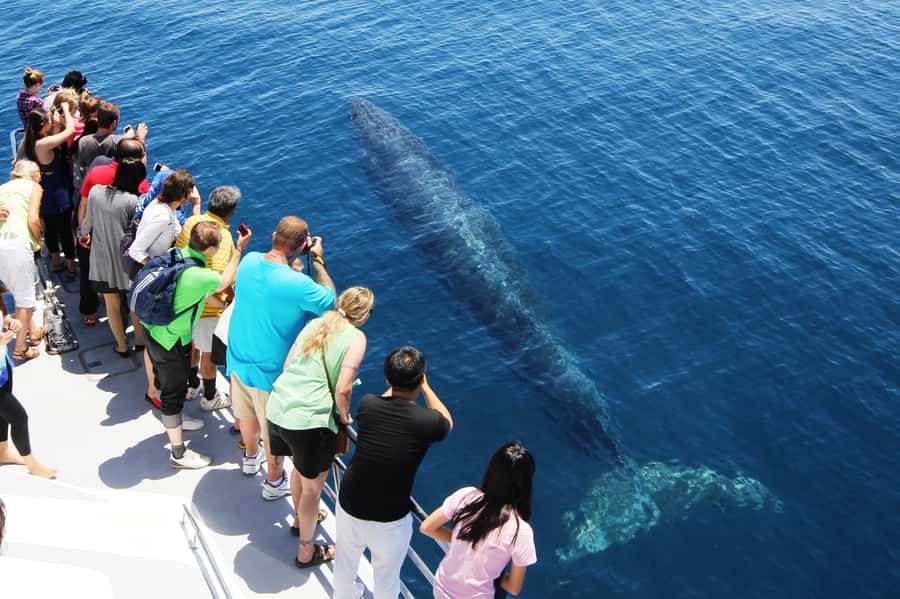 Auckland: Whale and Dolphin Watching Half-Day Eco Cruise - Whales and the “second cruise” safety net