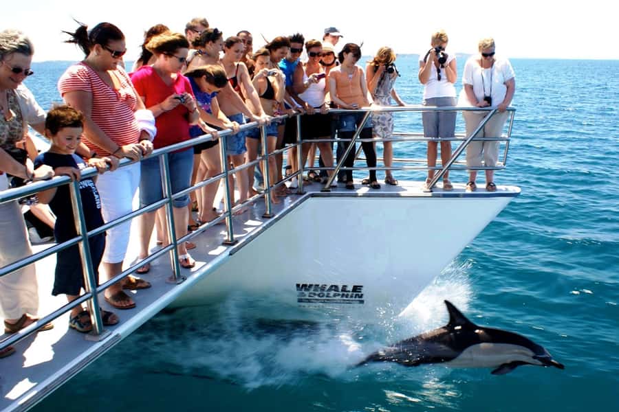 Auckland: Whale and Dolphin Watching Half-Day Eco Cruise - What it feels like: timing, waves, and smart packing