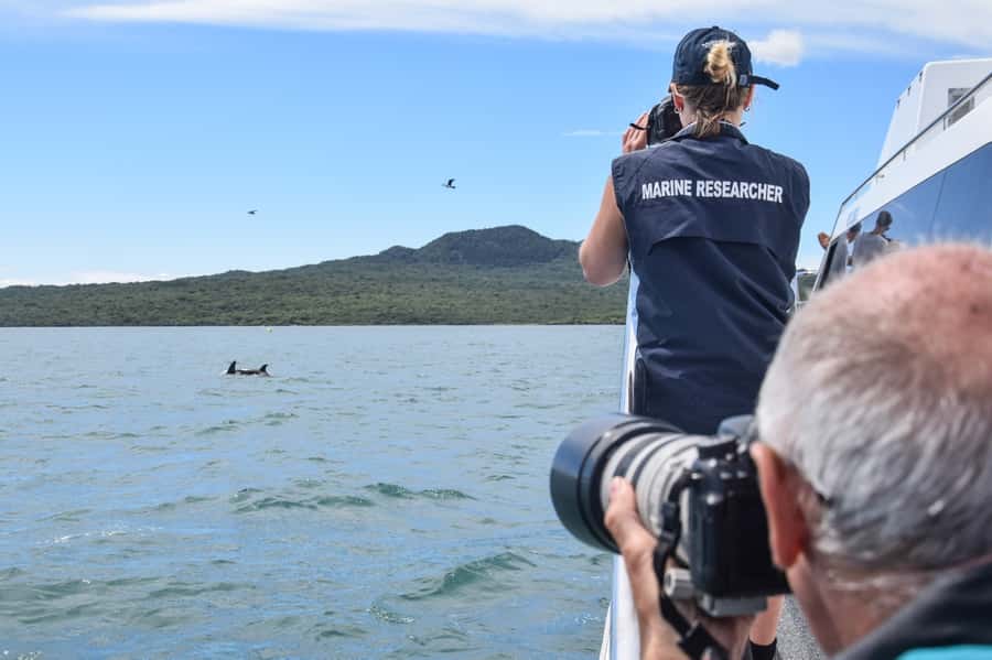 Auckland: Whale and Dolphin Watching Half-Day Eco Cruise - Food and drinks onboard: keep it simple, keep moving