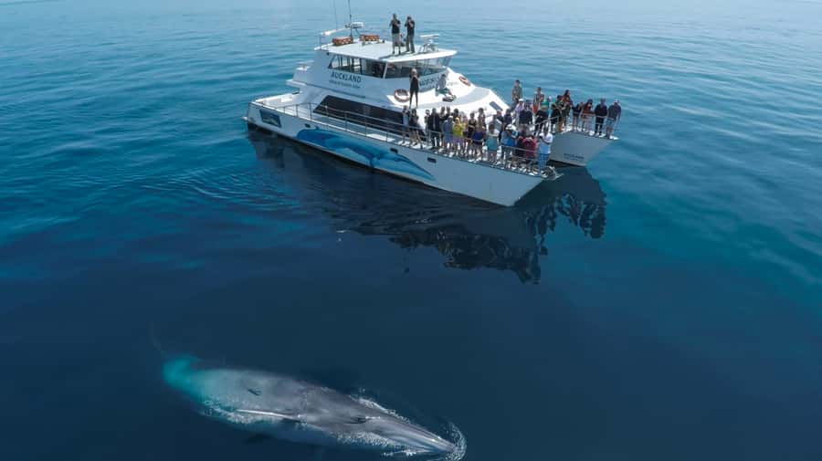 Auckland: Whale and Dolphin Watching Half-Day Eco Cruise - Leaving Auckland: Eastern Viaduct Marina to Rangitoto Island views
