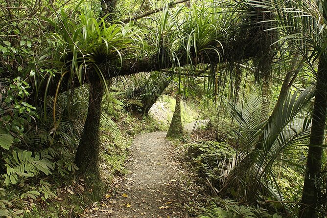 Auckland's Wild West Coast & Black Sand Beaches Tour inc Lunch - Devonport and North Head: volcanic viewpoints over Hauraki Gulf