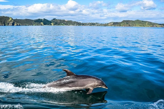 Bay of Islands 2-Day Small Group Tour & Cruise from Auckland - The Morning Drive: Auckland to Matakohe Kauri Museum