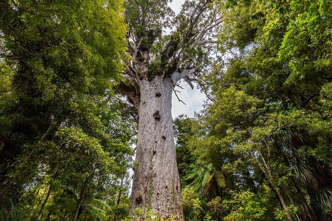 Bay of Islands 2-Day Small Group Tour & Cruise from Auckland - Waitangi Treaty Grounds: Your Guided 1840 Stop