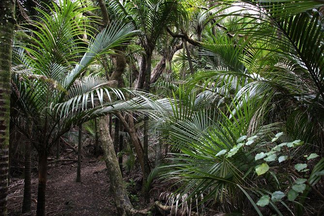 Beautiful Nature Tours Auckland - Private Tour - A half-day that feels like a real slice of Auckland