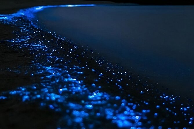Bioluminescence Kayak Tour - Est. 1994 - Long Bay–Okura Marine Reserve: the water that makes or breaks the mood