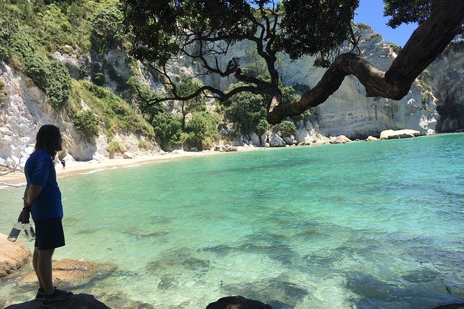 Cathedral Cove Day Trip from Auckland - Price and what you get for $242: transport, guide, and saved effort