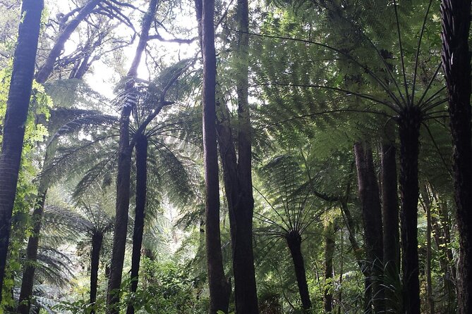 Coast and Rainforest Eco-Tour from Auckland with Picnic Lunch - Eco-Tour in Real Life: What You Actually Get