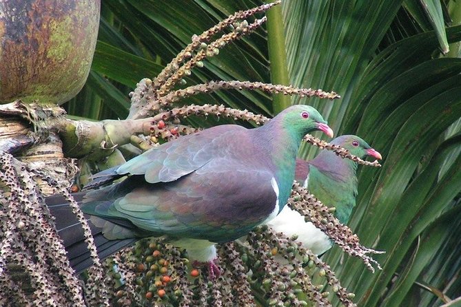 Coast and Rainforest Eco-Tour from Auckland with Picnic Lunch - Price and Value: Is $192.38 Worth It?