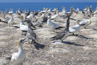 Coast to Coast Private Eco Tour - Muriwai Beach: black sand, surfers, and gannets up close