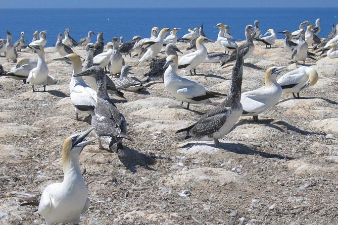 Coast to Coast Private Eco Tour - Muriwai Beach: black sand, surfers, and gannets up close