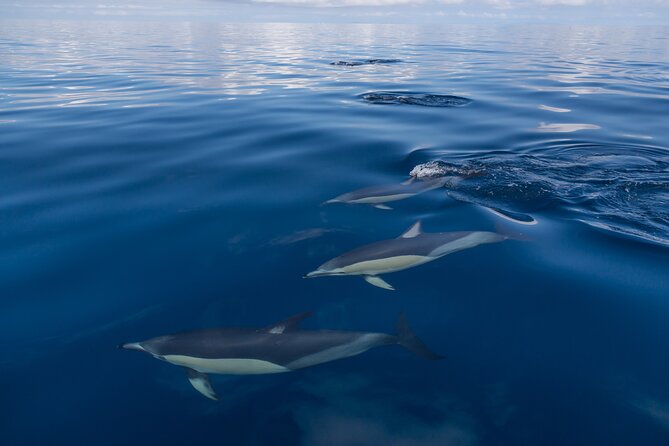 Day sea kayak tour Rangitoto Island - Crossing Waitemata Harbour: paddling instruction and wildlife chances