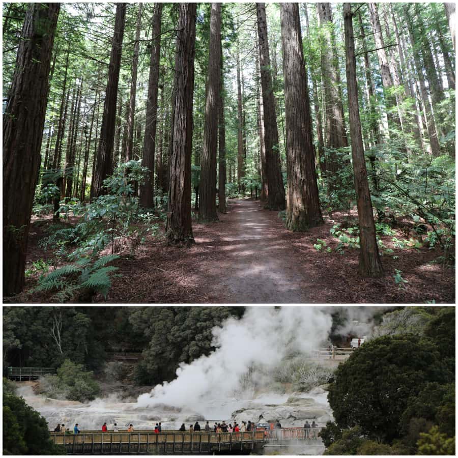From Auckland: Day Trip to Rotorua with Optional extras - Key Highlights Worth Knowing