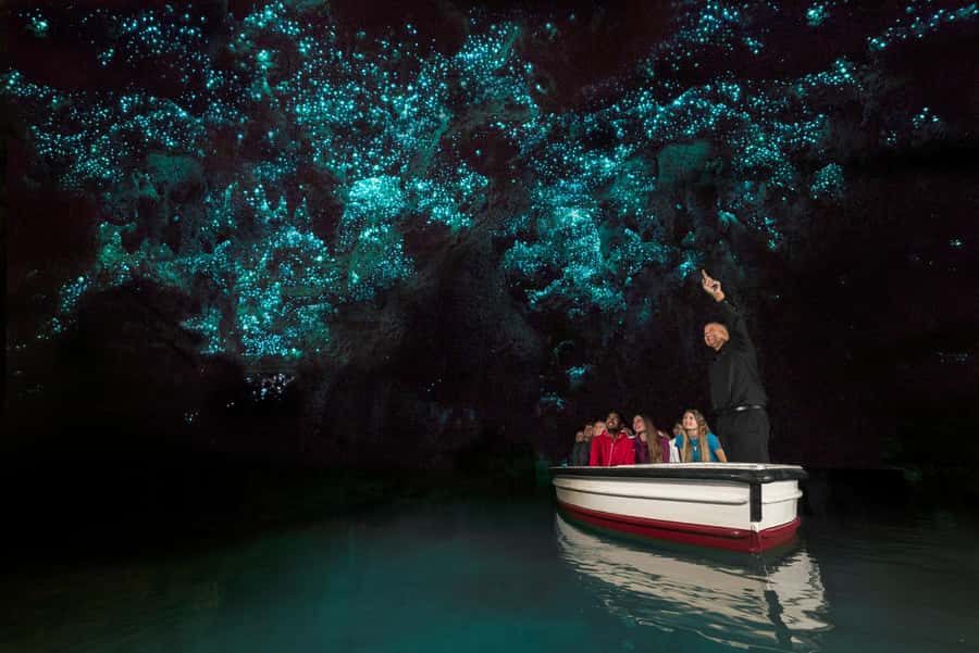 From Auckland: Day Trip to Waitomo Glow Worm Caves - The Waitomo glow worms: why this tour feels special