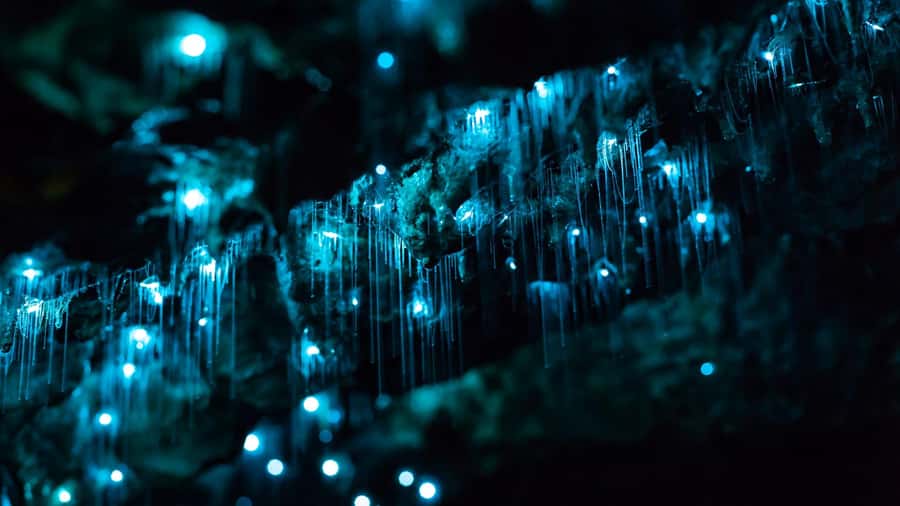 From Auckland: Day Trip to Waitomo Glow Worm Caves - Inside the cave: one-hour guided tour and the titiwai story