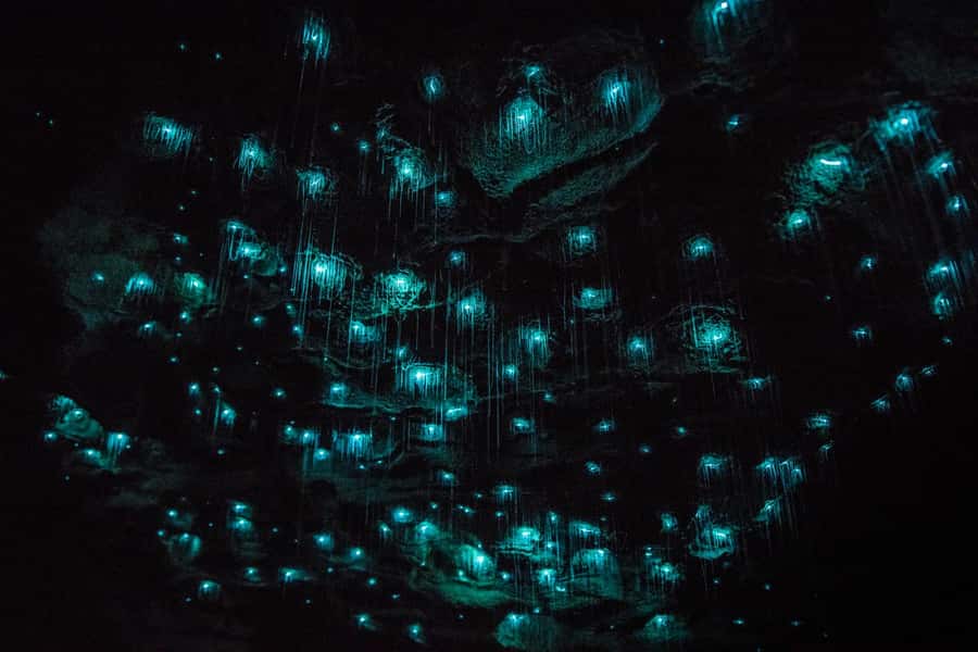 From Auckland: Day Trip to Waitomo Glow Worm Caves - Price and value: what $166 includes (and what it doesn’t)