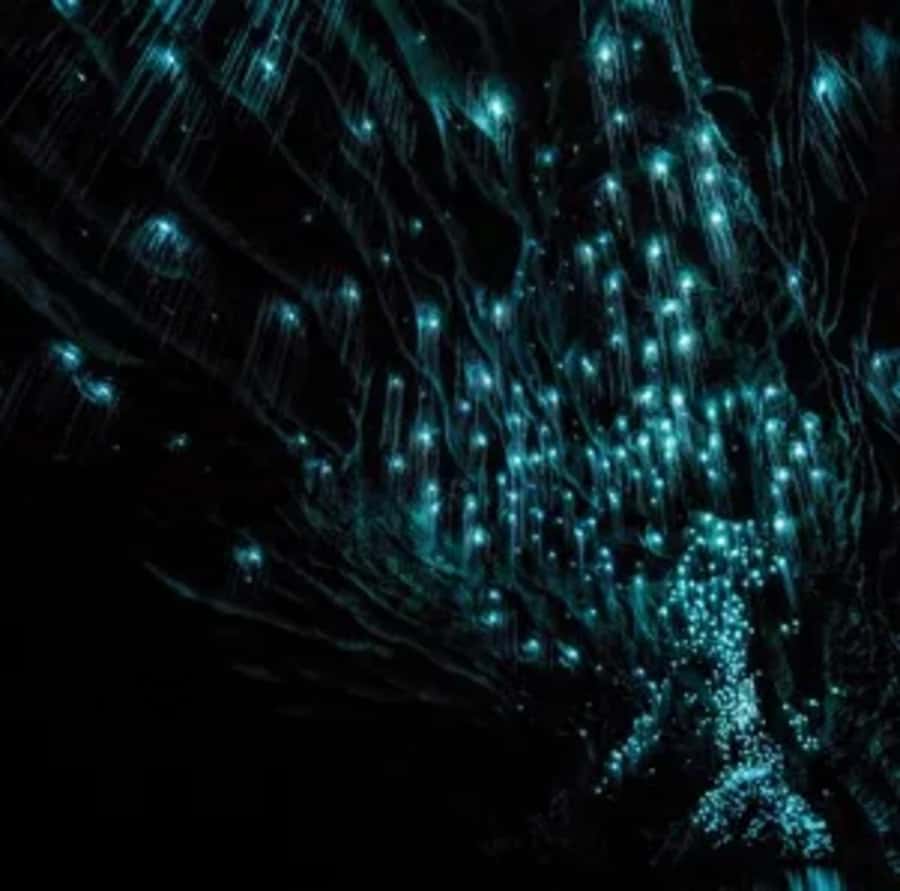 From Auckland: Day Trip to Waitomo Glow Worm Caves - Timing and reality check: it’s a full day, not a quick hit