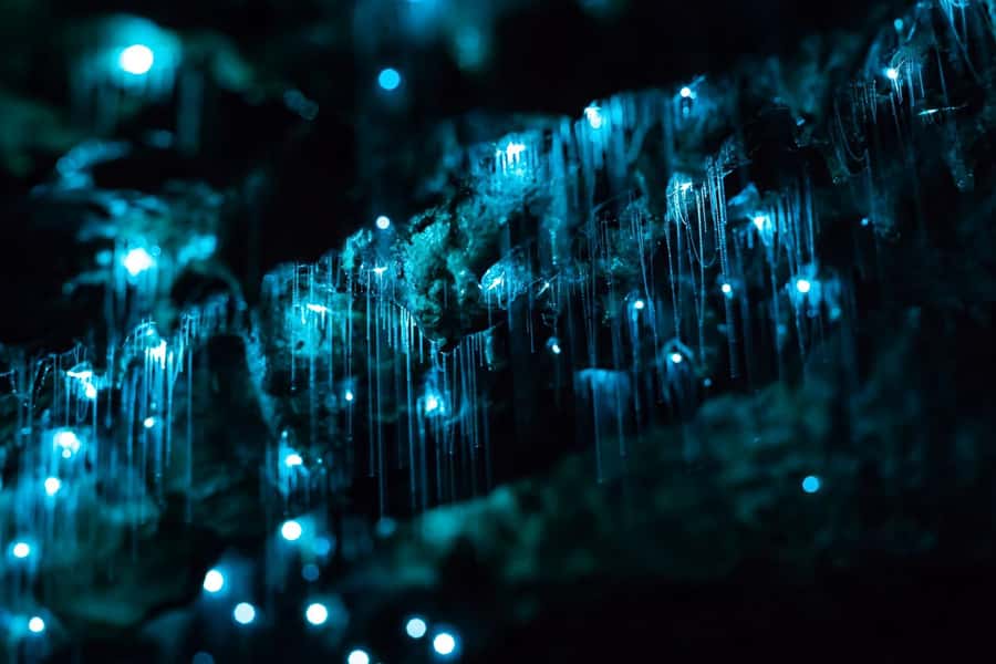 From Auckland: Hobbiton & Waitomo Caves Full-Day Trip - Packing checklist that prevents small annoyances