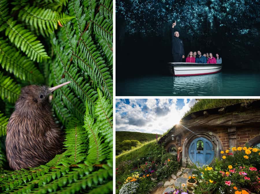From Auckland: Hobbiton, Waitomo Caves & Kiwi House Tour - Otorohanga Kiwi House: seeing New Zealand’s national bird close up