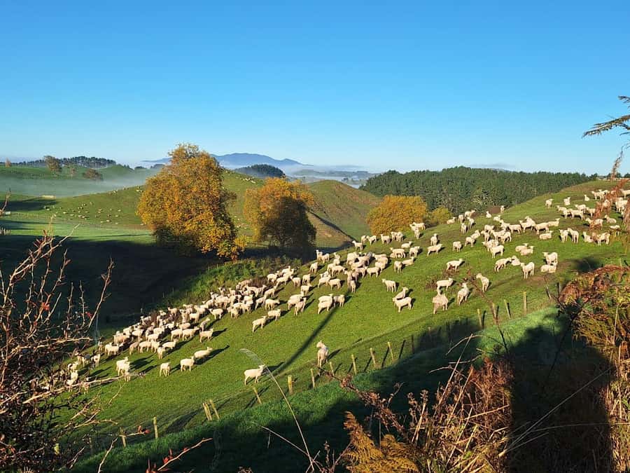 From: Auckland: Rotorua via Hobbiton Tour One Way Tour - Should you book Cheeky Kiwi Travel’s one-way Hobbiton and Rotorua transfer?