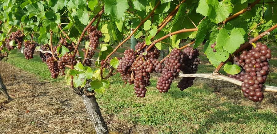 From Auckland: Small Group Kumeu Wine Tour with Lunch - Key highlights you’ll care about