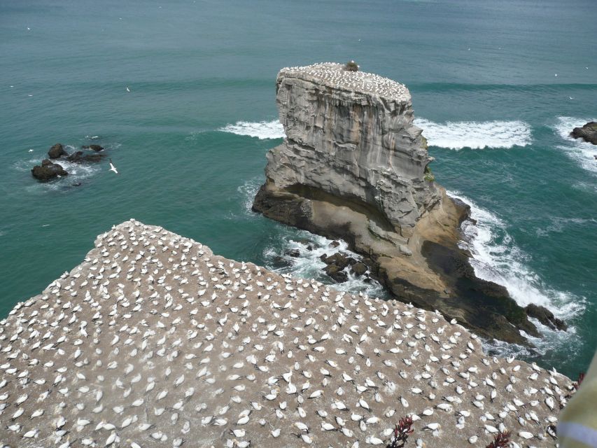From Auckland: Small Group Kumeu Wine Tour with Lunch - Gannet cliffs and Muriwai: when the tour turns into nature