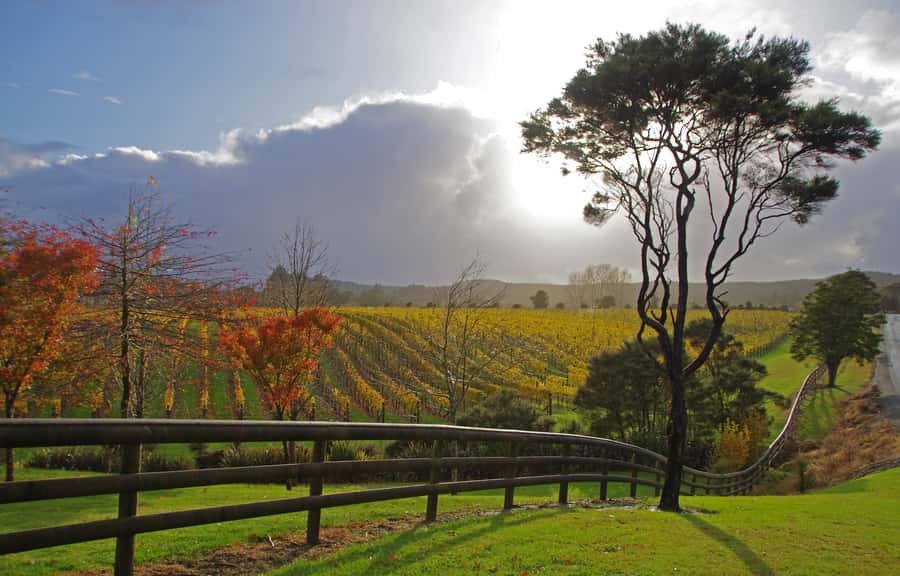 From Auckland: Small Group Kumeu Wine Tour with Lunch - Price and what you’re really paying for ($185 for 5 hours)