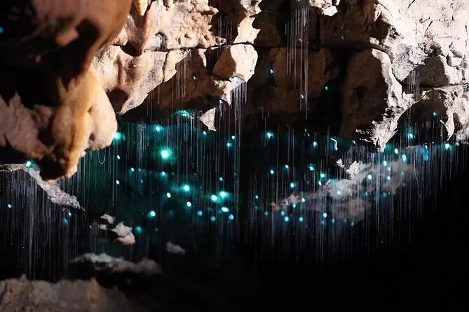 From Auckland: Spellbound, Waitomo Glowworm Cave Small Group Tour - Photography Tips for the Glowworms (So Your Camera Actually Cooperates)