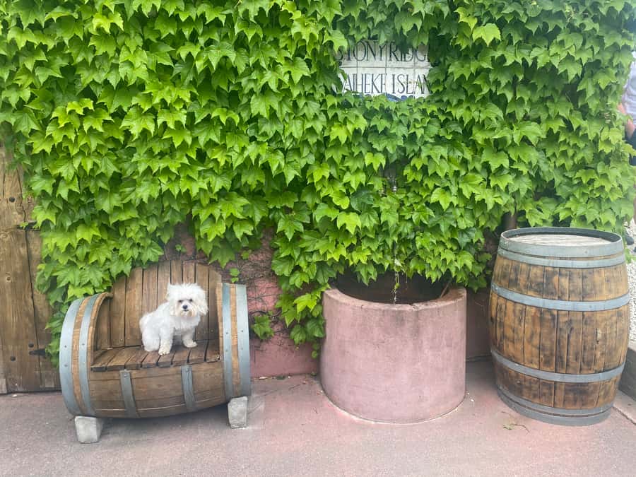 From Auckland: Waiheke Island Wineries' Tour - When This Tour Is a Perfect Match