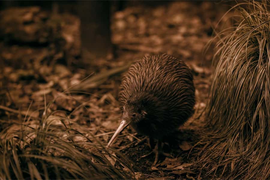 From Auckland: Waitomo Caves and Kiwi House Group Tour - North Island from Auckland: a full-day with real pickup logistics