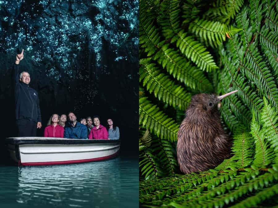 From Auckland: Waitomo Caves and Kiwi House Group Tour - Otorohanga Kiwi House: free-flight dome, kiwi expectations, and Tuatara
