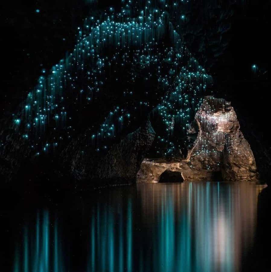 From Auckland: Waitomo Caves and Kiwi House Group Tour - Price and value: is $209 worth it for what you get?