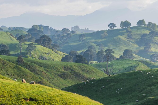 From Auckland:Hobbiton Movie Set & Waitomo Caves Small Group Tour - Price and what you’re really paying for at $257.54
