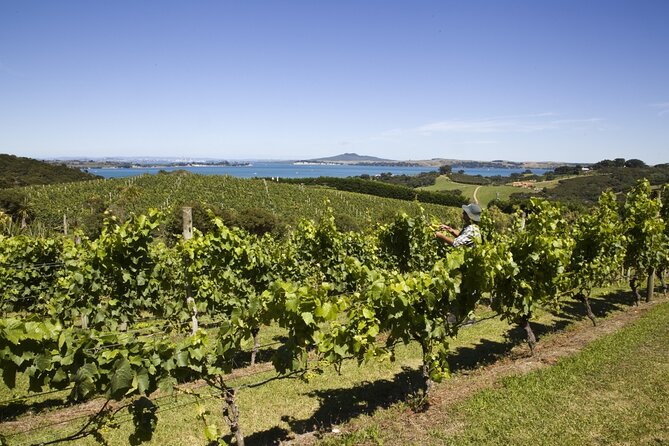 Full Day Private Waiheke Island Wine Tour Including Lunch - Key things I’d circle before you book