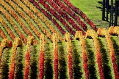 Full Day Private Waiheke Island Wine Tour Including Lunch - Meet Geoff: owner-guide energy with real local context