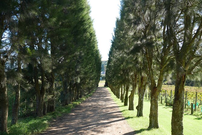 Full Day Private Waiheke Island Wine Tour Including Lunch - Lunch on Waiheke: two courses, one breather