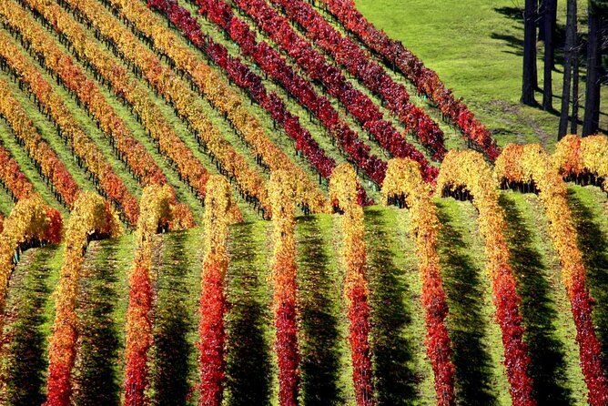 Full Day Private Waiheke Island Wine Tour Including Lunch - Meet Geoff: owner-guide energy with real local context
